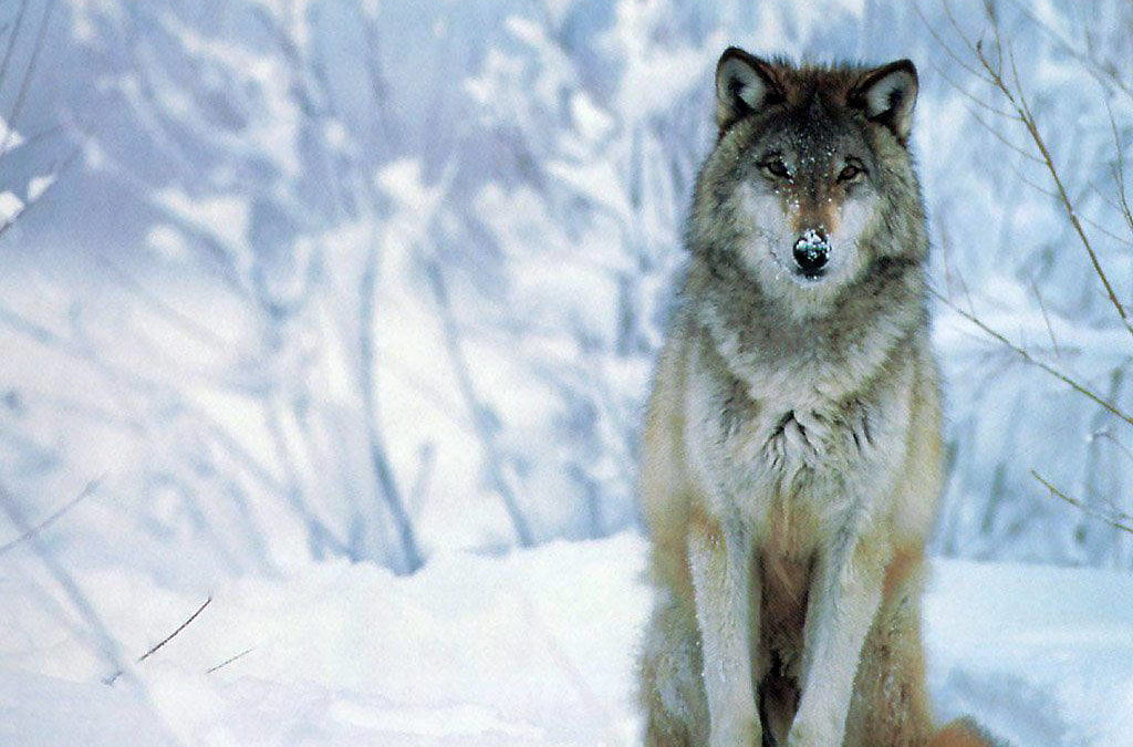 The Majesty of the Wolf and What We Can Learn From Them